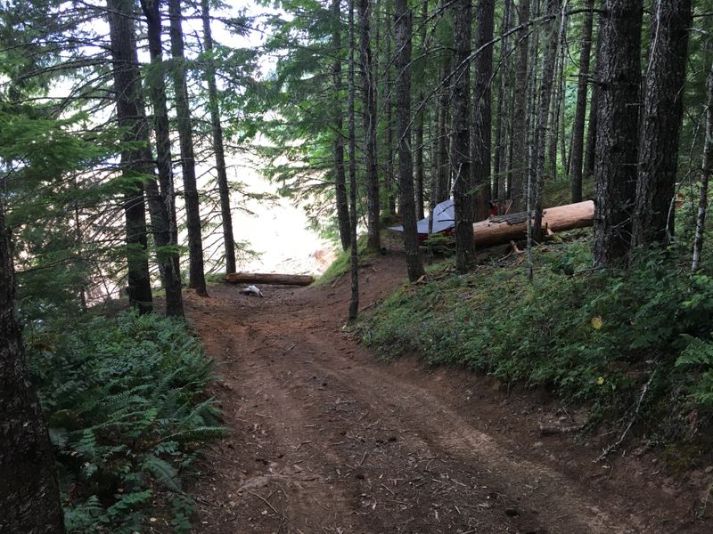 Above Cougar Reservoir, Willamette National Forest, OR