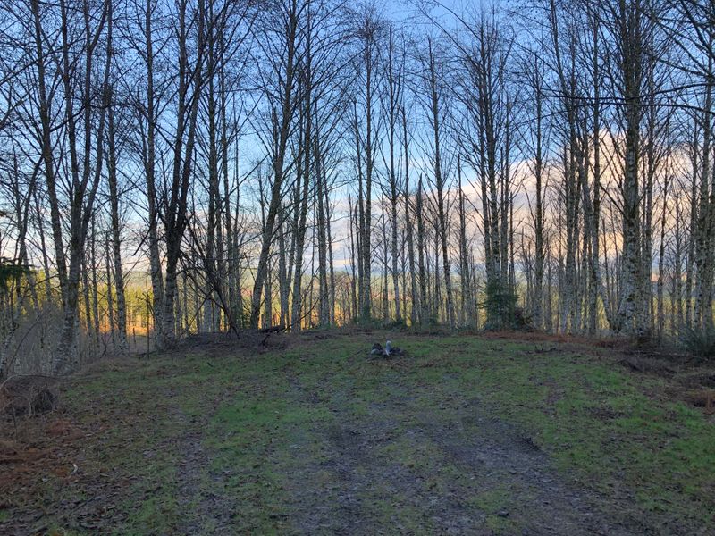 Tillamook State Forest, OR