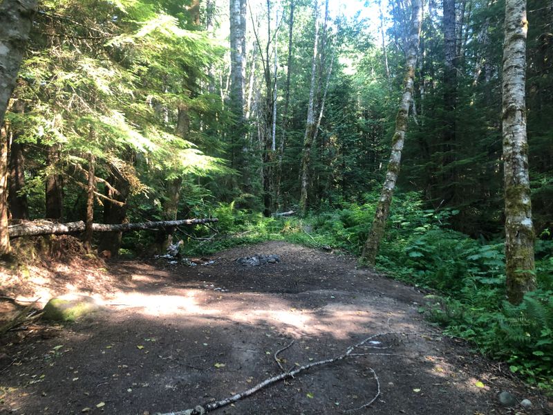 By Berry Creek, below Mt Rainier, WA