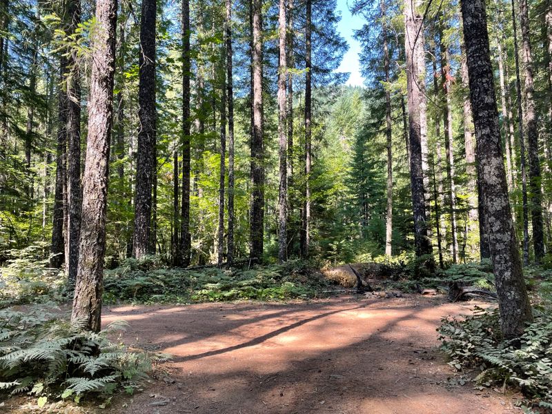 On the road to Falls Creek Falls, Gifford Pinchot National Forest, WA