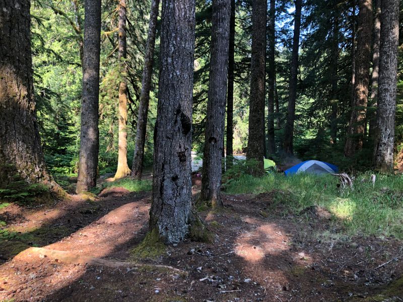By Berry Creek, below Mt Rainier, WA