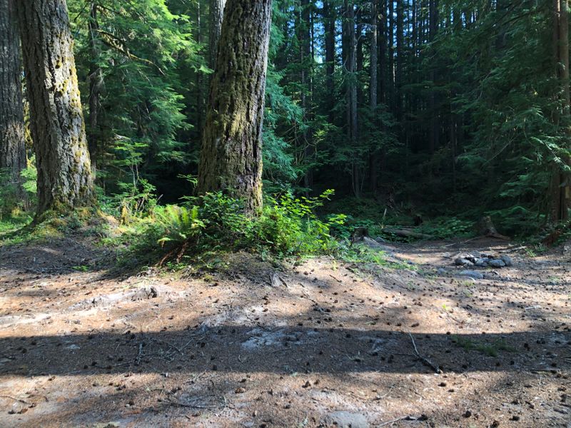By Berry Creek, below Mt Rainier, WA